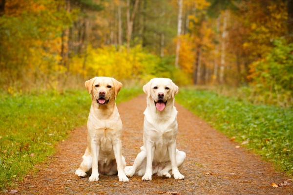 拉布拉多寿命一般是多少年