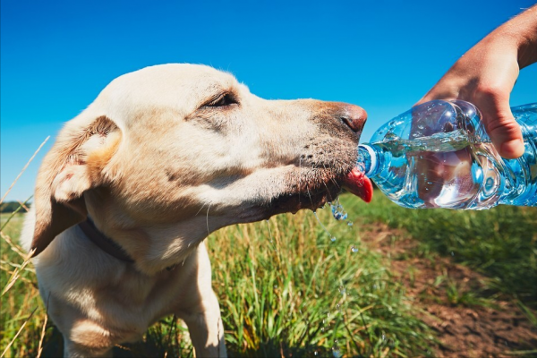 拉布拉多寿命一般是多少年