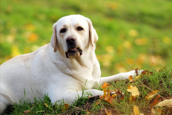 拉布拉多寿命一般是多少年