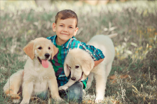 拉布拉多寿命一般是多少年