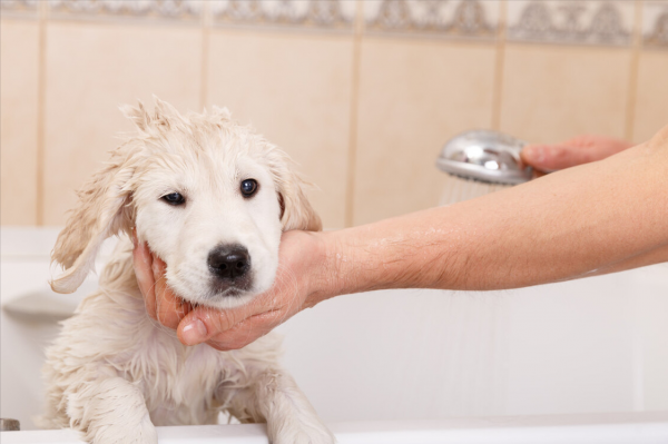 拉布拉多寿命一般是多少年