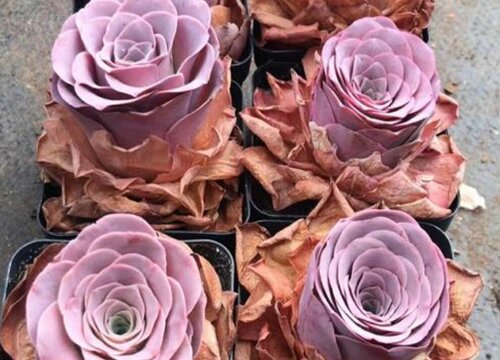 潘多拉玫瑰多肉怎么养殖