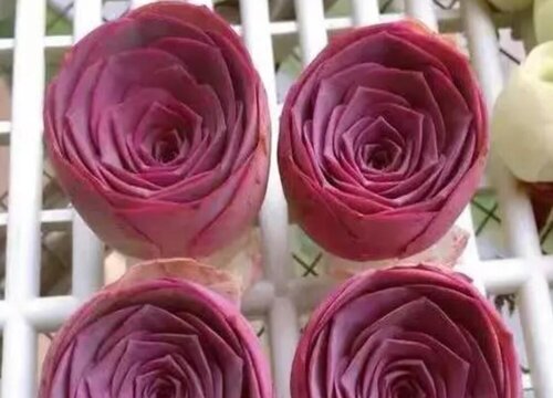 潘多拉玫瑰多肉怎么养殖