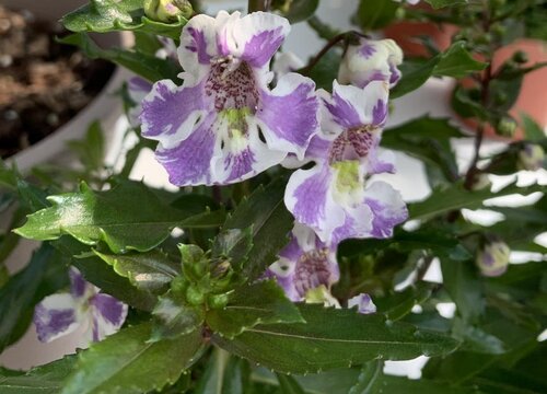 香彩雀一年开几次花