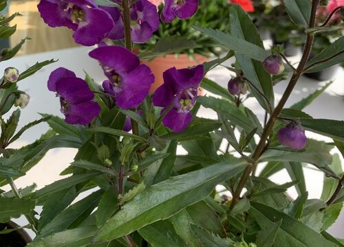 香彩雀一年开几次花