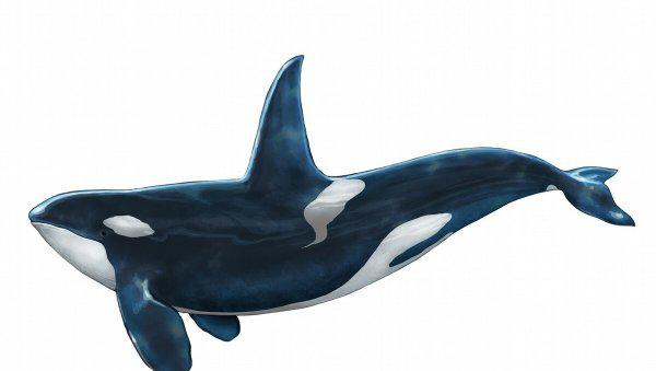 买房摇号是什么意思是炒作吗