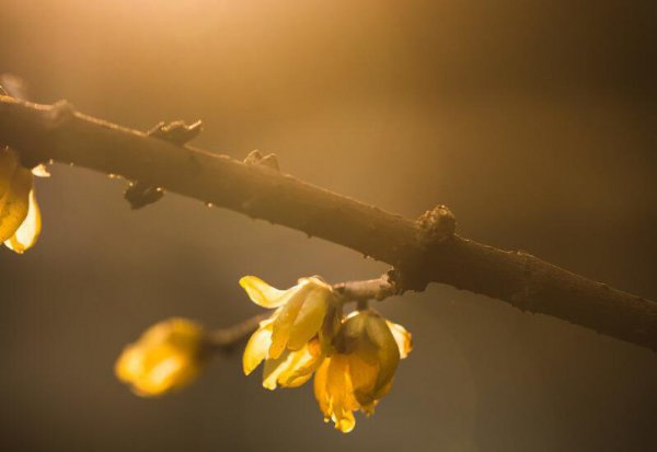 夏虫不可语冰是什么意思