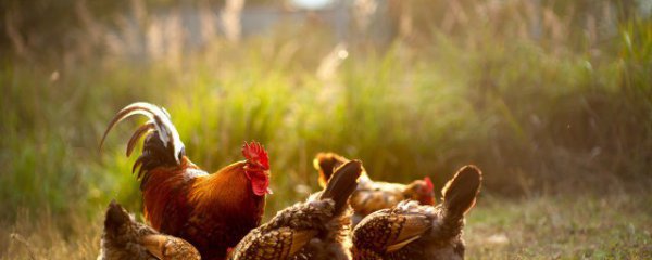 鸡最好吃的部位