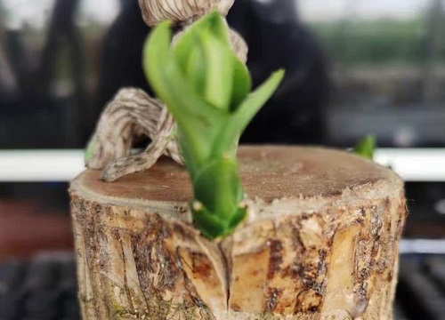 巴西木喜阳还是喜阴