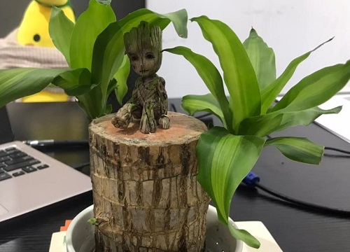 巴西木喜阳还是喜阴