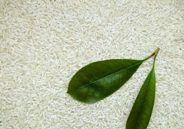 长糯米和圆糯米哪个好吃