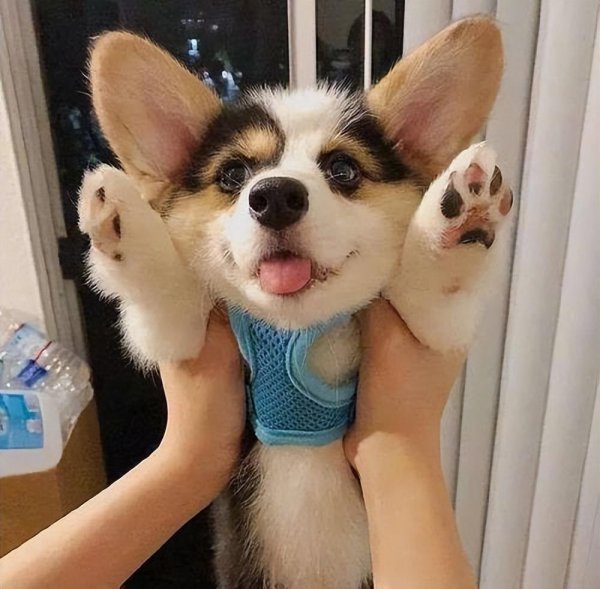 为什么柯基不能打