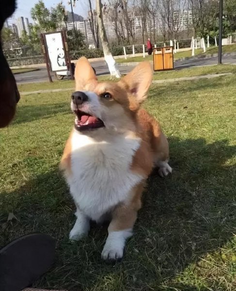 为什么柯基不能打