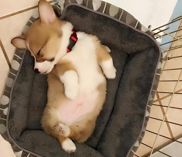 为什么柯基不能打