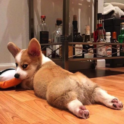 为什么柯基不能打