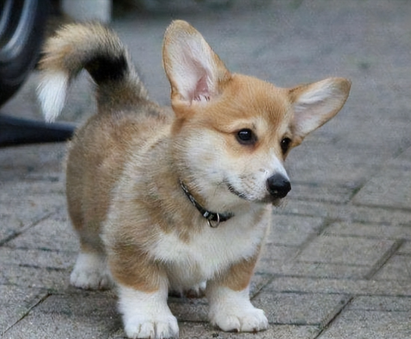 为什么柯基不能打