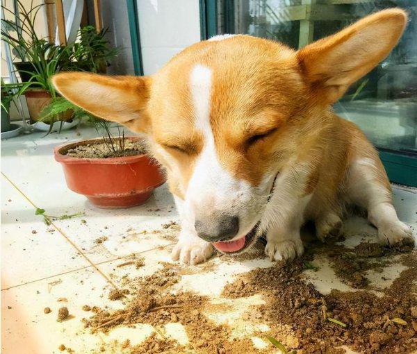 为什么柯基不能打