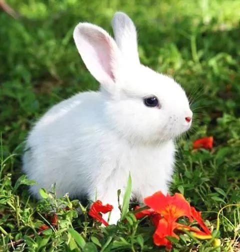 十二生肖哪个生肖睡不着