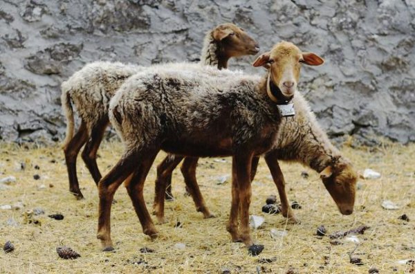 十二生肖哪个生肖睡不着