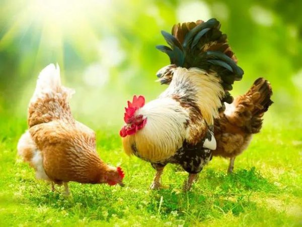 十二生肖哪个生肖睡不着