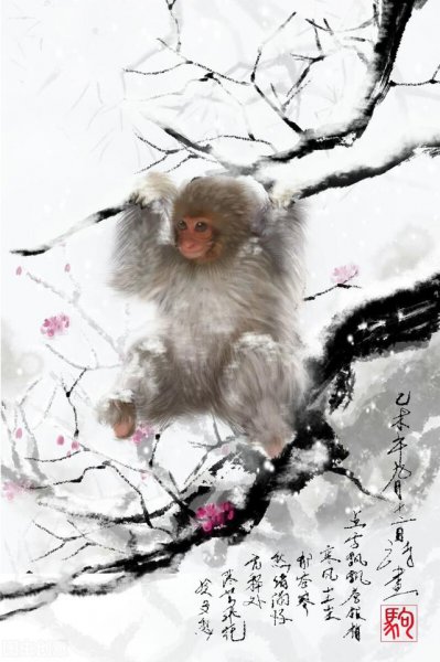 十二生肖哪个生肖睡不着