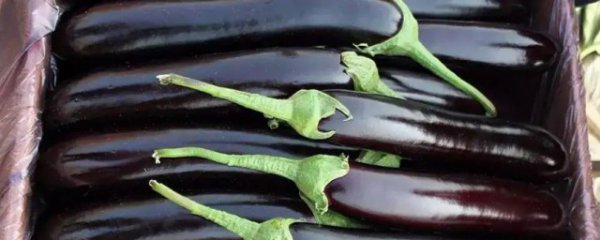 怎样长久的保存新鲜茄子