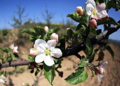 苹果花期是什么时候