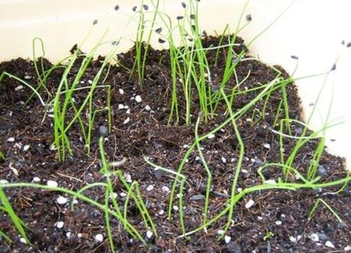 小香葱种子的种植方法