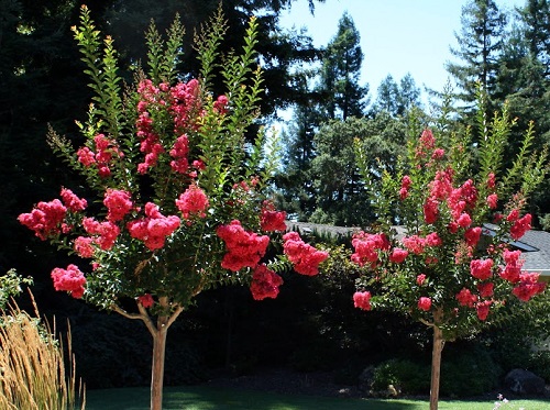 紫薇扦插生根最快方法