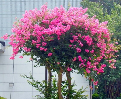 紫薇扦插生根最快方法