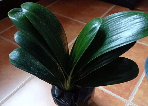 怎么让君子兰生根快