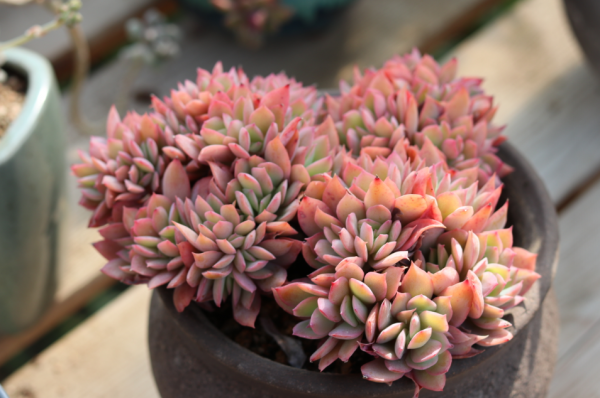 多肉怎么养才能爆盆变群生