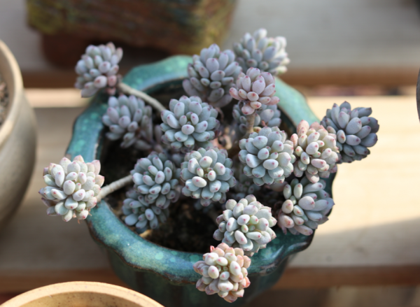 多肉怎么养才能爆盆变群生