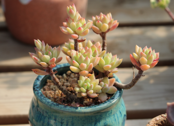 多肉怎么养才能爆盆变群生