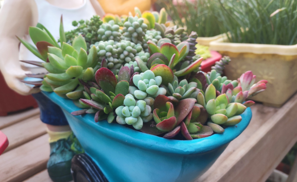 多肉怎么养才能爆盆变群生