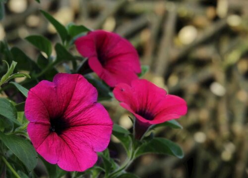 垂吊牵牛什么时候播种