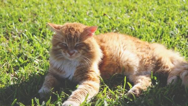 猫跳蚤在家里怎么彻底消灭干净