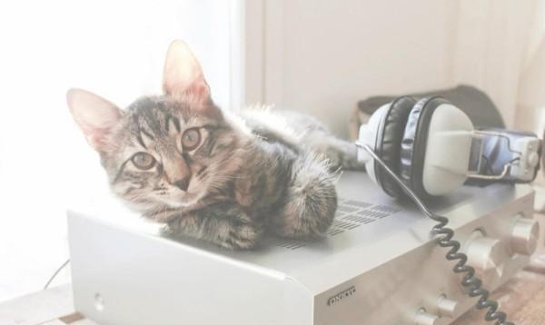 猫跳蚤在家里怎么彻底消灭干净