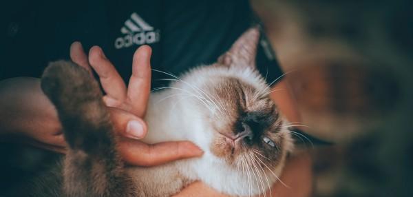 猫跳蚤在家里怎么彻底消灭干净