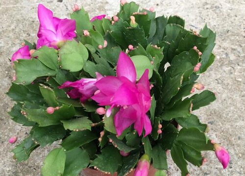 春天蟹爪兰叶片发红是什么原因