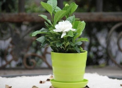 盆栽怎么换土换盆