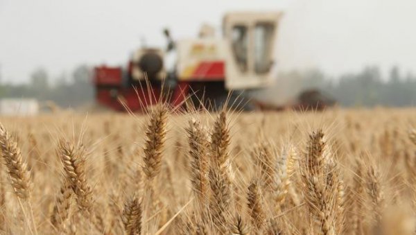 当前小麦价格是涨是落