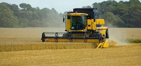 当前小麦价格是涨是落