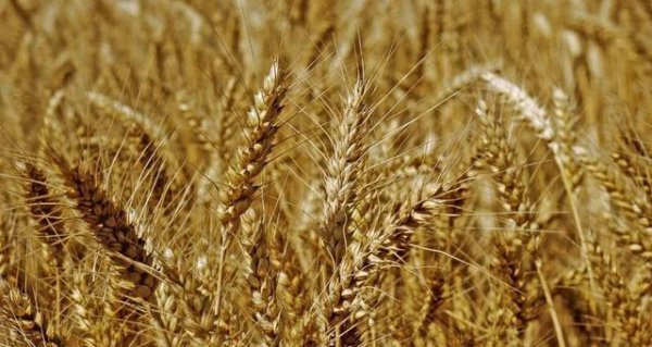 当前小麦价格是涨是落