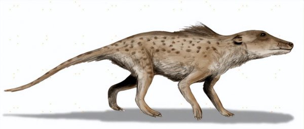 陆地上最大的动物