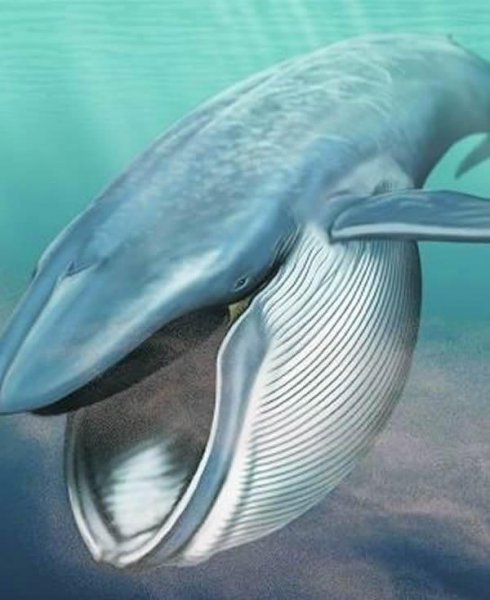 陆地上最大的动物