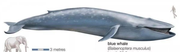 陆地上最大的动物