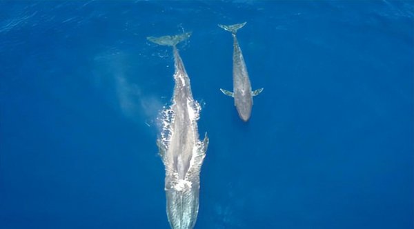 陆地上最大的动物