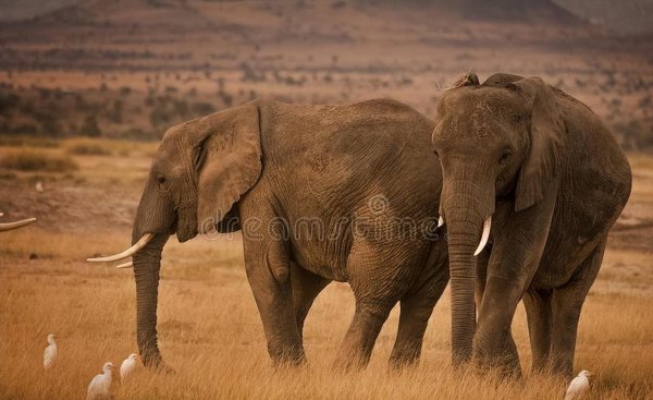 陆地上最大的动物
