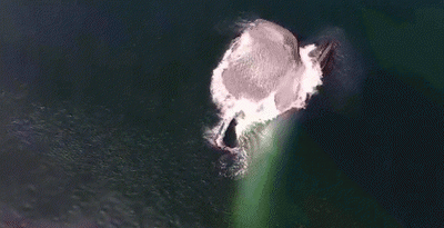 陆地上最大的动物